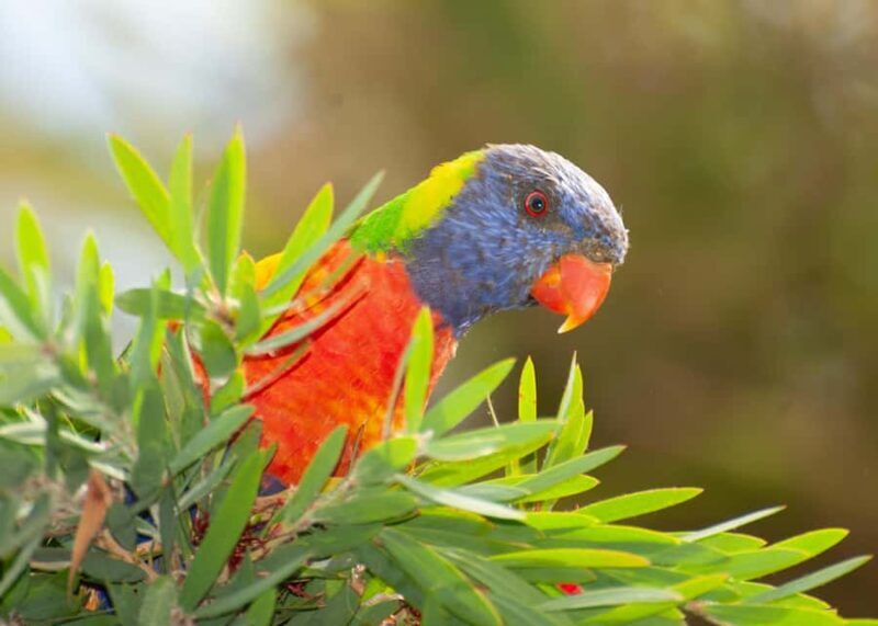 Eden: Sapphire Coast 4 Hour Shore Excursion - The Practical Side: What You Need to Know