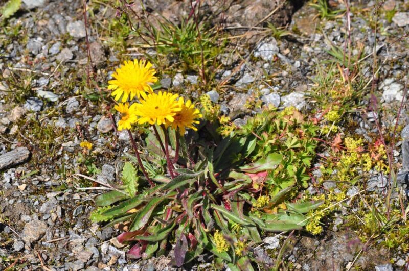 EDIBLE SPONTANEOUS PLANTS - An Overview of the Wild Food Adventure in Aosta Valley