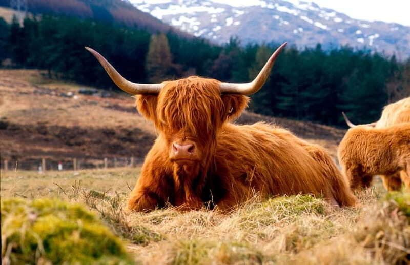 Edinburgh: Balmoral Castle and Scone Palace Royal Tour - Who Should Consider This Tour?