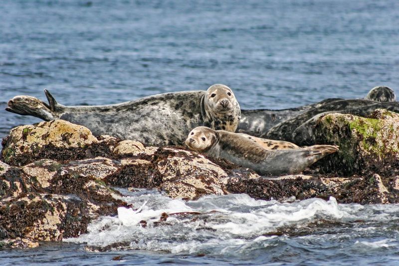 Edinburgh: 'Firth of Forth' Three Bridges Sightseeing Cruise - Price and value: why $27 can feel like a bargain