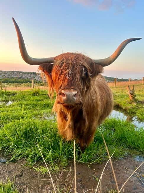 Edinburgh: Highland Cow, Blackness Castle, and Cake Tour - Who Is This Tour Best For?