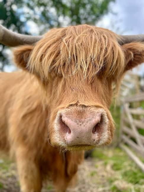 Edinburgh: Highland Cow, Blackness Castle, and Cake Tour - FAQ
