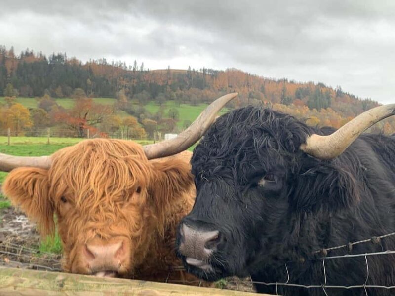 Edinburgh: Private Highlands & Loch Ness Day Voyage - Who Should Consider This Tour?