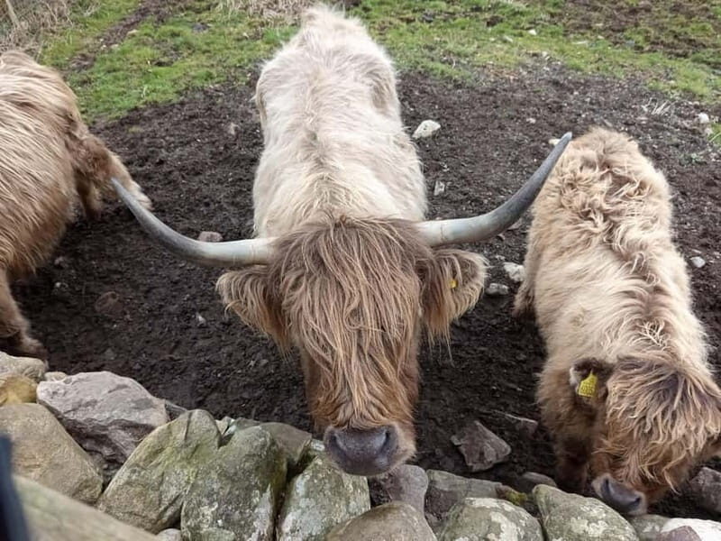 Edinburgh: Stirling, Highlands, Loch Ness, Mull 5-Day Tour - How the Tour Feels in Practice