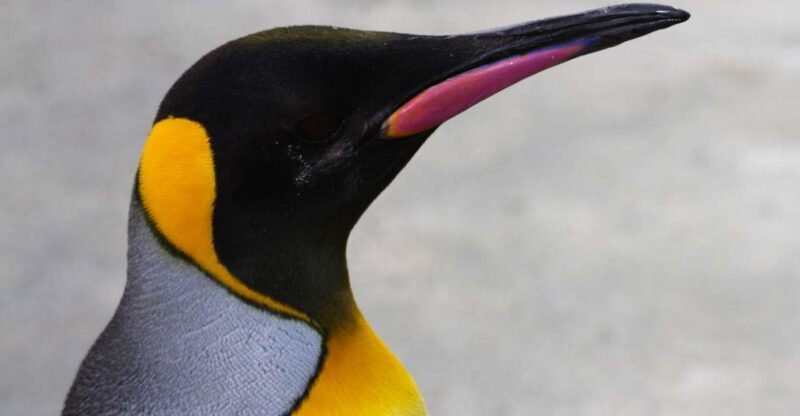 Edinburgh Zoo Entrance Ticket - Who Should Visit?