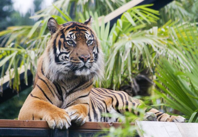 Edinburgh Zoo Entrance Ticket - Tigers, Meerkats, and the Chance to See More Than One Mood