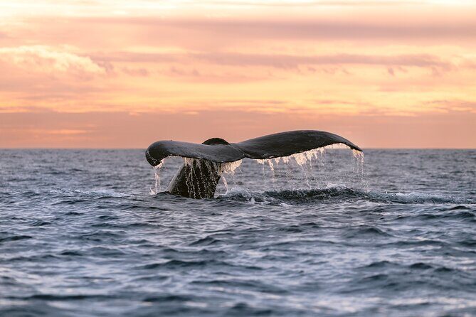 Educational Sunrise Whale Watching with Photos Included - Discover the Beauty of Sunrise Whale Watching in Cabo San Lucas