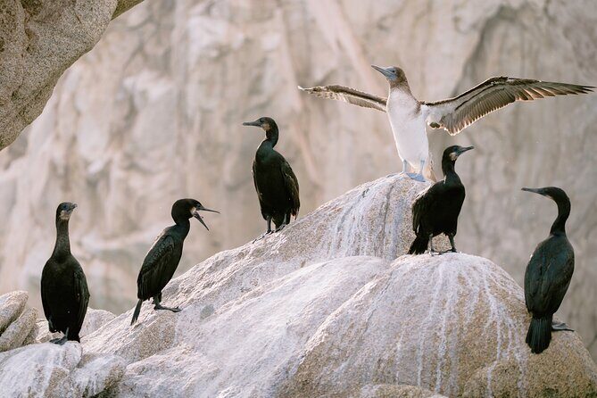 Educational Sunrise Whale Watching with Photos Included - Practical Considerations