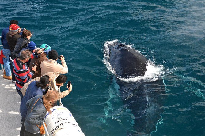 Educational Whale Watching Tour from Perth - An Honest Look at a Whale Watching Experience