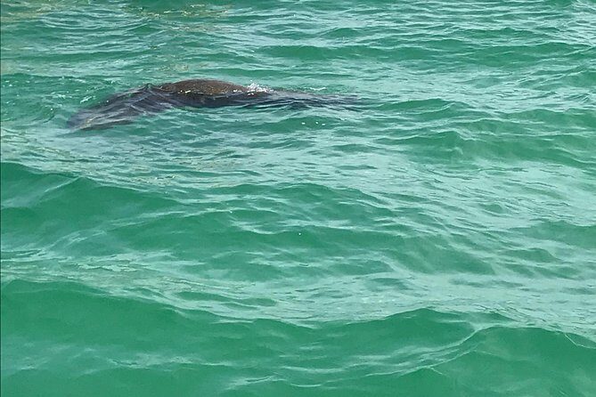 Egmont Key Snorkeling Dolphin Tour - An In-Depth Look at the Tour Experience