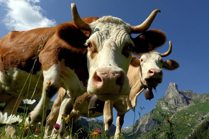 Eiger and Jungfrau Panorama Day Trip from Lucerne - Final Thoughts