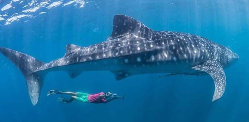 El Cabo: Incredible Private Tour to Espiritu Santo - What’s Included and What’s Not