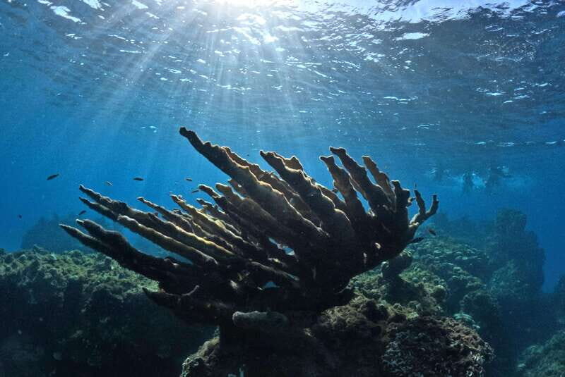 El Cielo Cozumel private snorkel tour - The Details That Matter