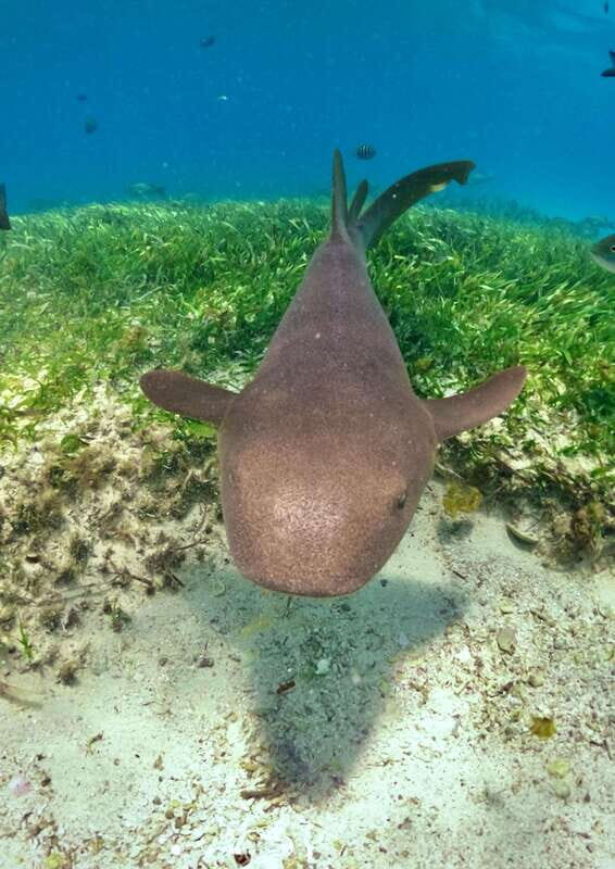 El Cielo Cozumel private snorkel tour - Final Thoughts