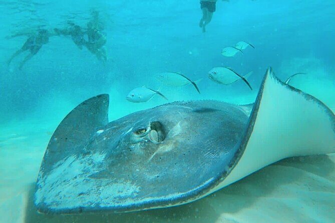 El Cielo Cozumel Snorkel Share Boat + Reefs + Food Drinks + Beach - Final Thoughts: Who is This Tour Best For?