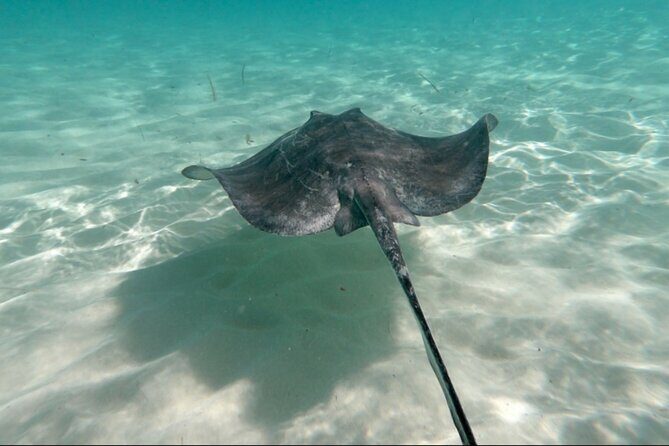 El Cielo Palancar and Columbia Snorkeling Tour - What You Can Expect from This Snorkeling Adventure