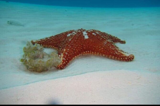 El Cielo Tour with Reef Snorkeling from Cozumel - The Experience—What Travelers Say