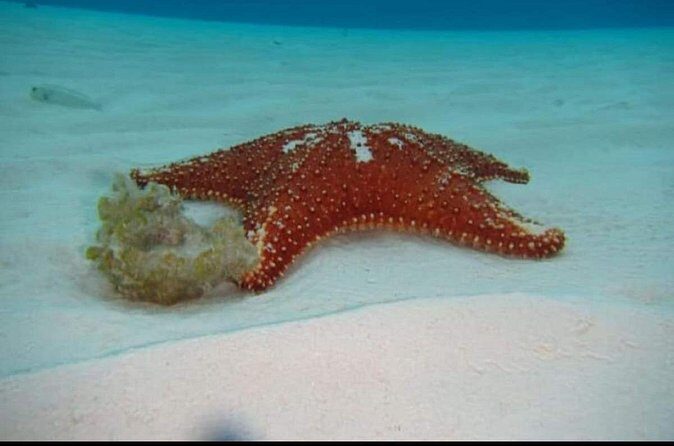 El Cielo Tour with Reef Snorkeling from Cozumel - Who Is This Tour Best For?