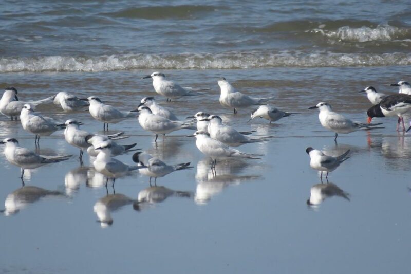 El Rocío: Doñana National Park 4x4 Guided Tour - The Value of the Experience