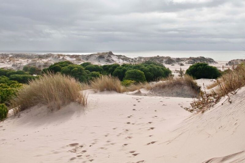 El Rocío: Doñana National Park 4x4 Guided Tour - Practical Details and Considerations