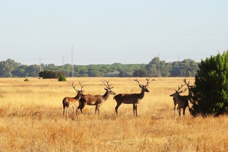 El Rocío: Doñana National Park 4x4 Guided Tour - Who Will Love This Tour?