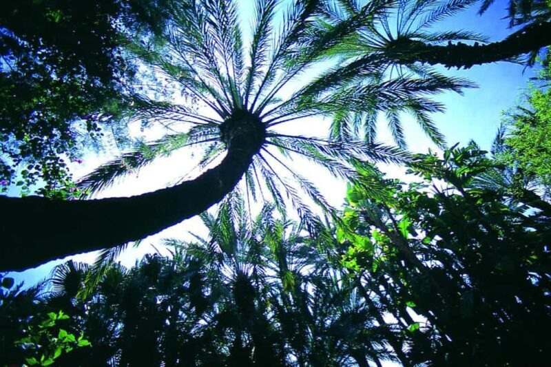 Elche: Entry Ticket Huerto del Cura National Artistic Garden - Key Points