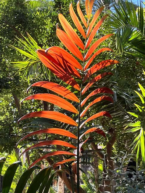 Elche: Entry Ticket Huerto del Cura National Artistic Garden - Final Thoughts: Is the Huerto del Cura Worth Visiting?