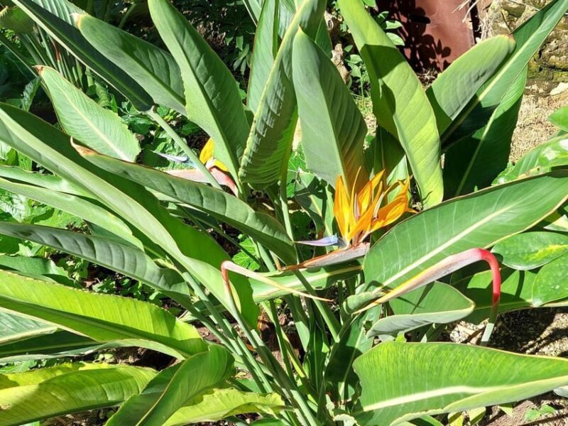 Elche: walking tour through the historic center and botanical garden Huerto de Cura - Key Points