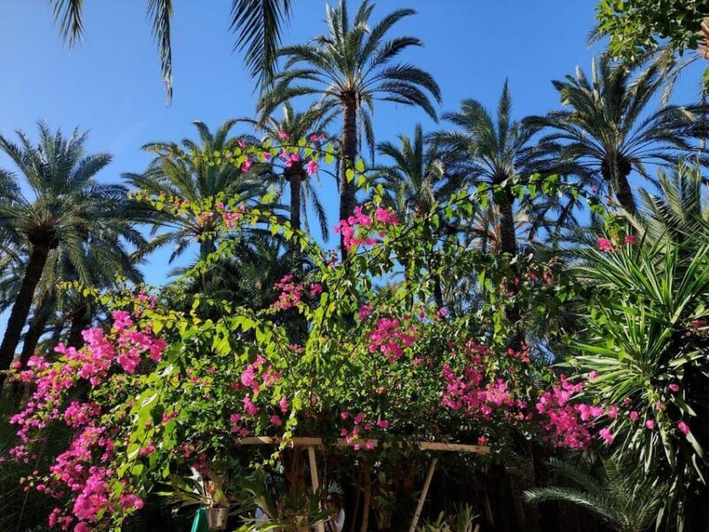 Elche: walking tour through the historic center and botanical garden Huerto de Cura - Who Is This Tour Best For?