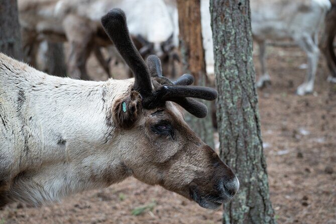 Electric Fatbike Trip to the Reindeer Farm - FAQs