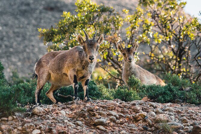 Elegant Private Picnic in Montserrat at 1100m Altitude - The Itinerary: Walking Through Beauty and Bounty