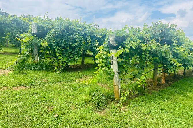 Elijay Three Vineyards Private Wine Tasting Tour from Atlanta - Authentic Experiences & What Travelers Say