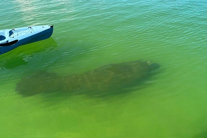 Elite Hobie Kayak Experience: Ultimate Premium Eco Adventure! - An In-Depth Look at the Hobie Kayak Experience