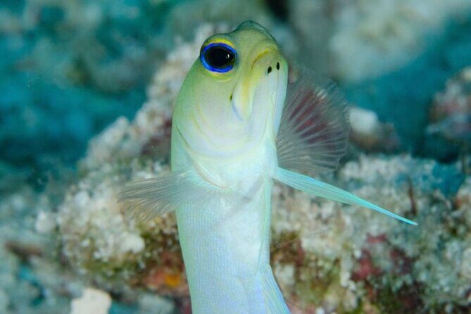 Set out on a Professional and Passionate Scuba Diving Adventure!" - A Closer Look at the Experience