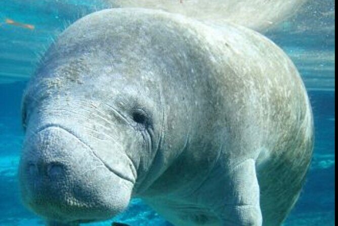 Set out on a Professional and Passionate Scuba Diving Adventure!" - Final Thoughts