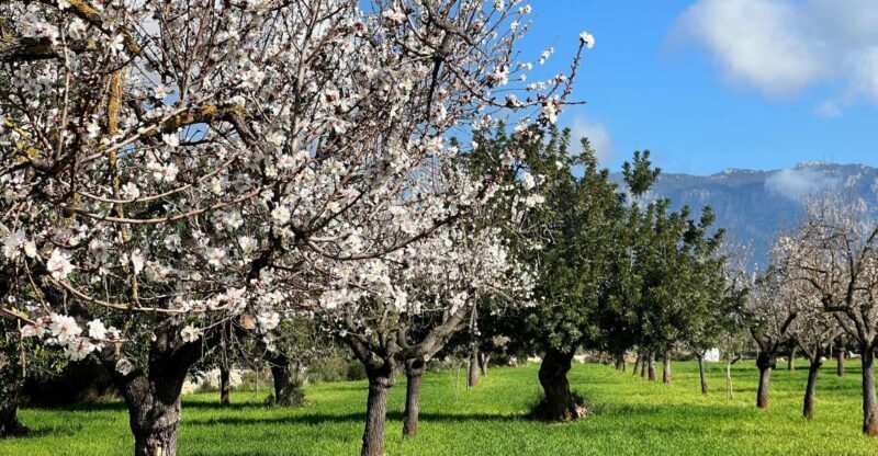 Embrace the enchantment of Mallorca's almond blossom season - Key Points