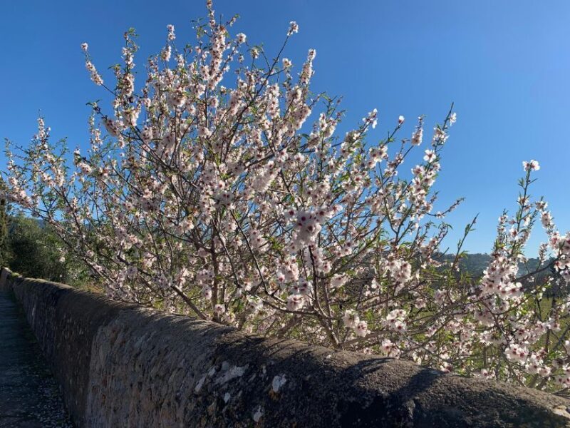 Embrace the enchantment of Mallorca's almond blossom season - Almond Blossom Spectacle at Esporles
