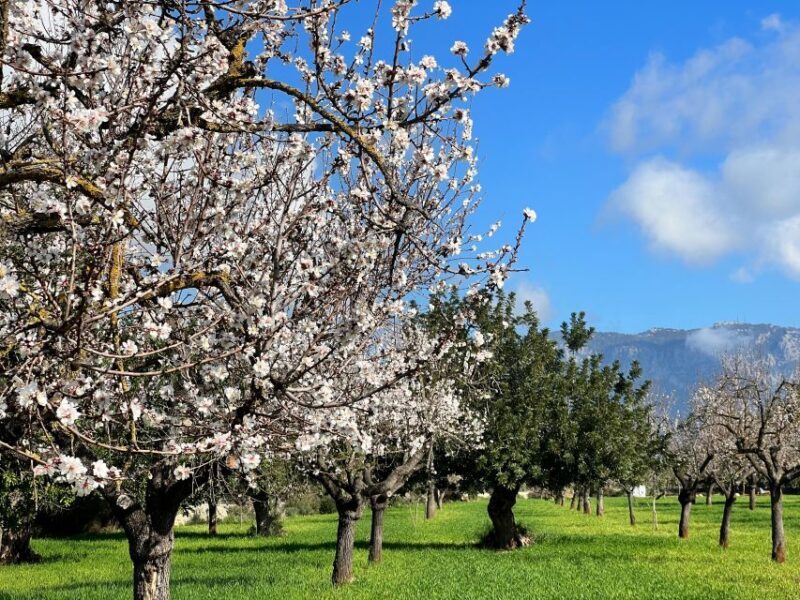 Embrace the enchantment of Mallorca's almond blossom season - Return and Reflection