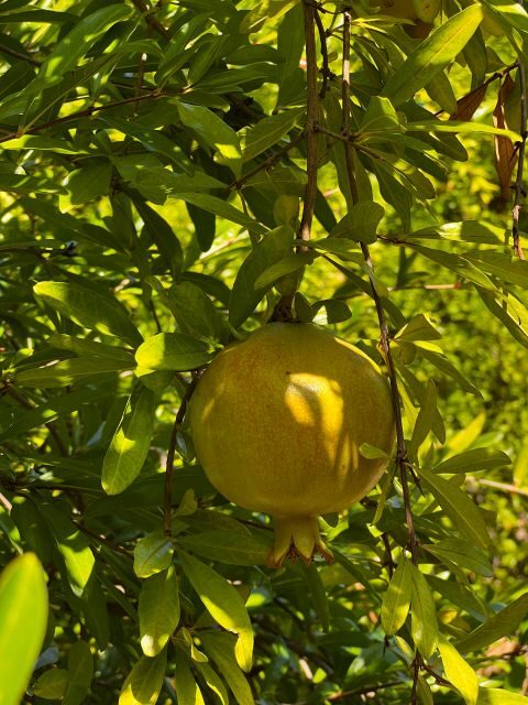 Embrace the enchantment of Mallorca's almond blossom season - FAQs