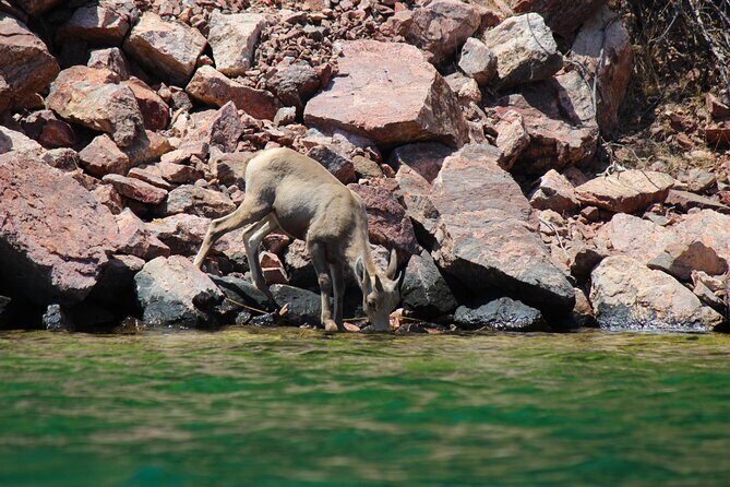 Emerald Cave Paddleboard RentalSelf-Drive Colorado River SUP - FAQ