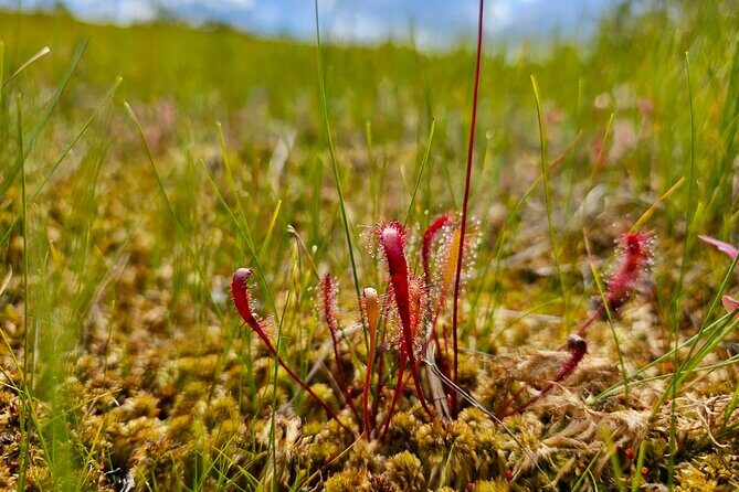 emeri Great Bog Discovery With Optional Sunrise & Jrmala Visit - Final Thoughts