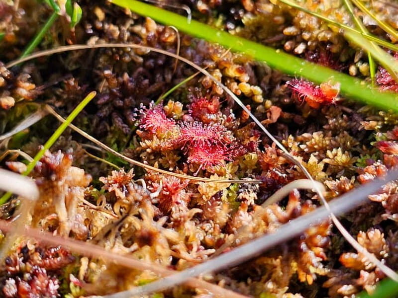 emeri Great Bog With Optional Sunrise & Jrmala Visit - FAQs