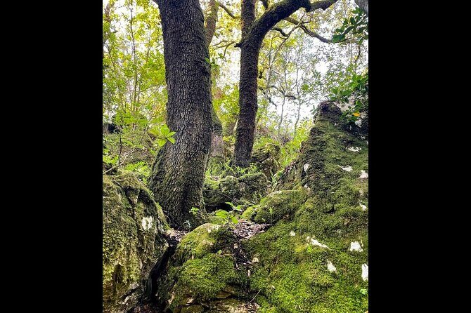 Enchanted Forest Hike and Wine Tasting Private Tour - An In-Depth Look at the Enchanted Forest Hike and Wine Tour