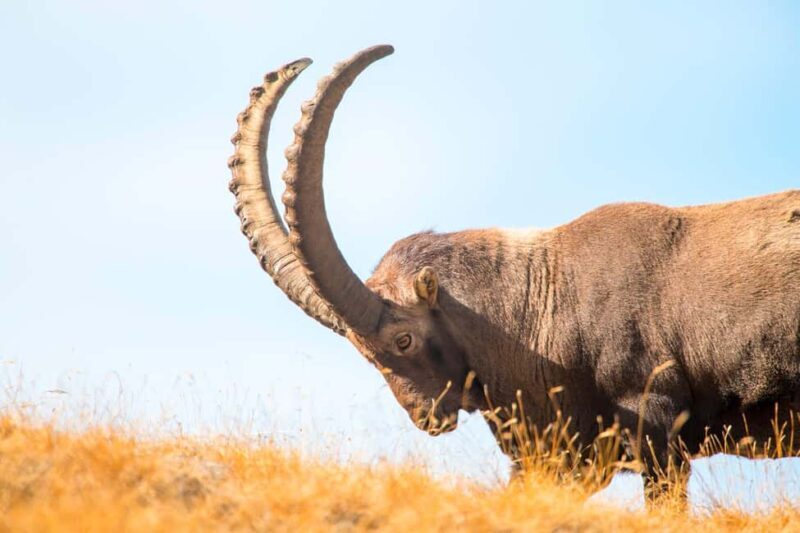 Engadine: Ibex up close  Wildlife photo tour in spring - What We Loved & Considered