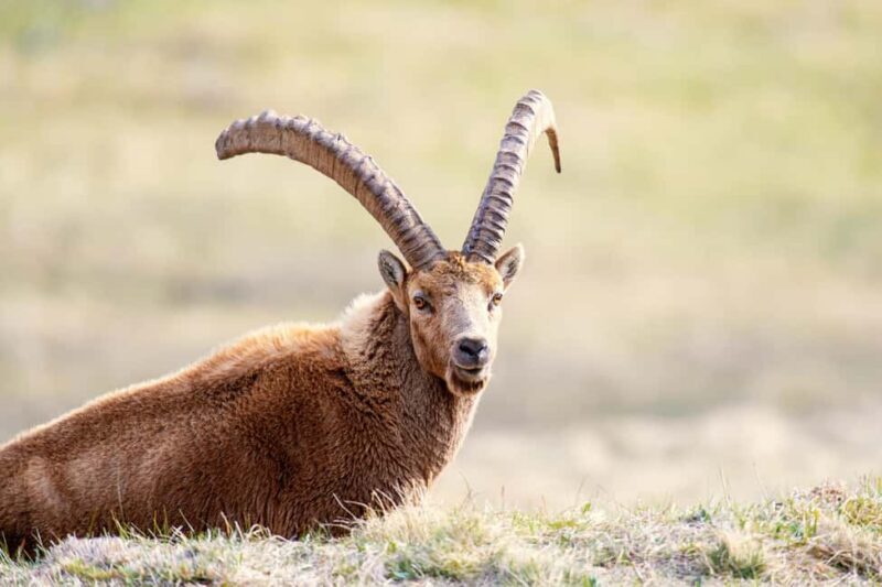 Engadine: Ibex up close  Wildlife photo tour in spring - Final Thoughts
