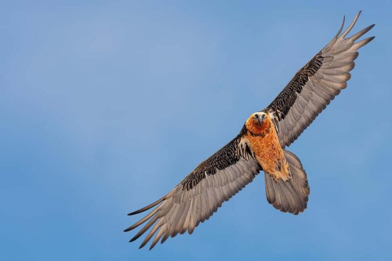 Engadine: Ibex up close  Wildlife photo tour in spring - FAQs