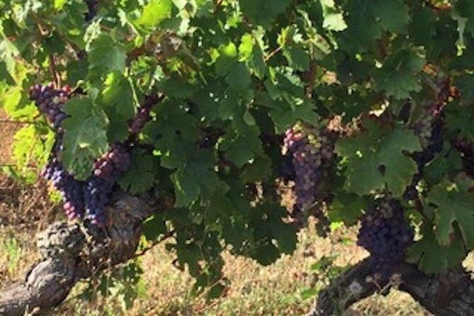 English Speaking Loire Winery Tours originating from Chinon - What to Expect on the Tour