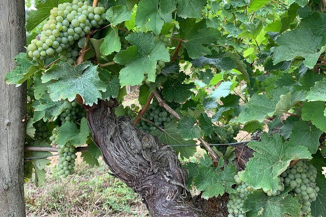 English Speaking Loire Winery Tours originating from Chinon - Who Is This Tour Best For?