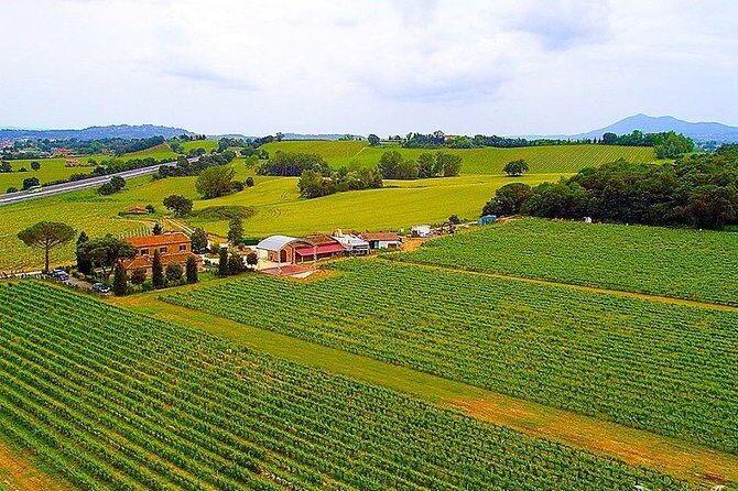 Enjoy a meal with wine tasting in the vineyard of Podere Casanova - What to Expect from the Vineyard Meal & Wine Tasting