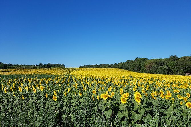 Enjoy a meal with wine tasting in the vineyard of Podere Casanova - Final Thoughts